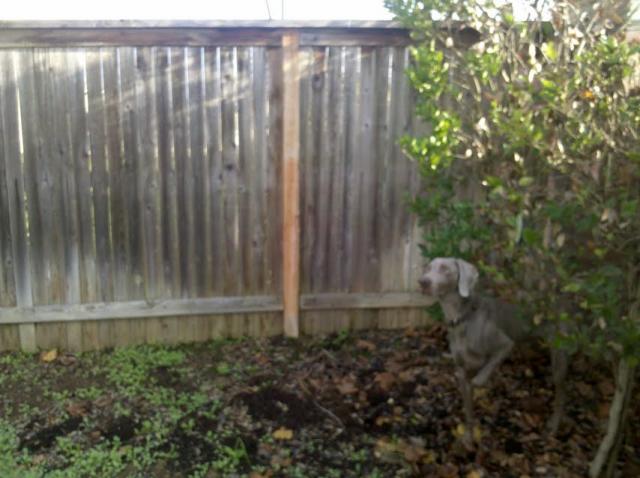 Backyard 6